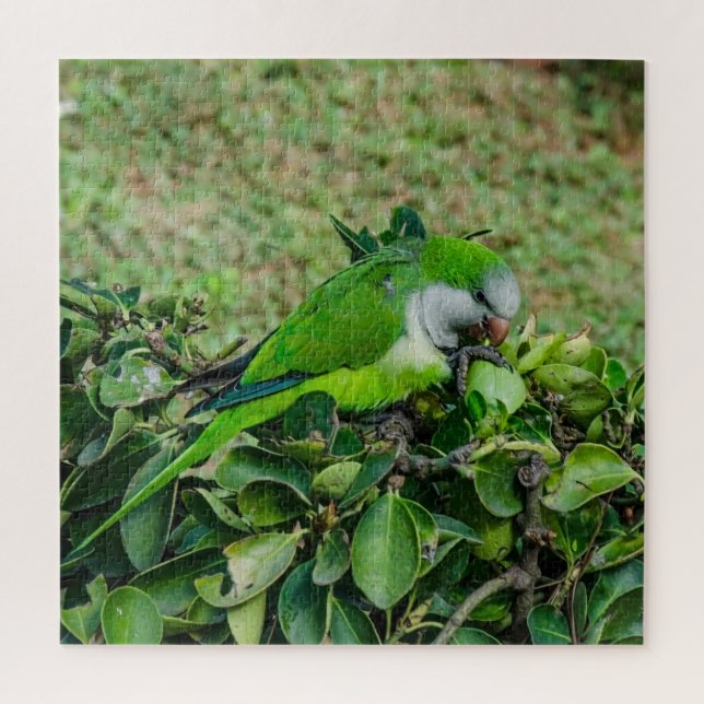Puzzle Loro verde (Vertical)