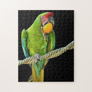 Puzzle Loro Verde Ara Militaris