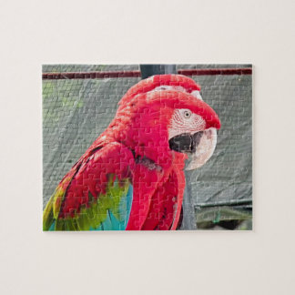 Puzzle loros rojos y azules juntos