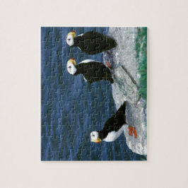 Puzzle Los frailecillos de Alaska emplumaron pájaros