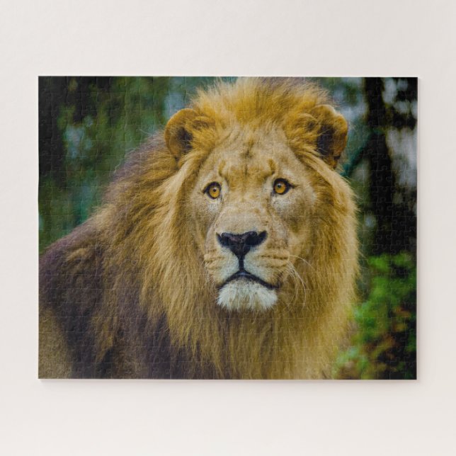 Puzzle Los Grandes Felinos Leones. (Horizontal)