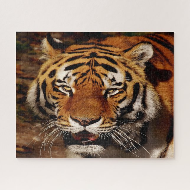 Puzzle Los Grandes Leones De Gatos. (Horizontal)