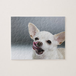 Puzzle Los labios blancos de Chihuahua lamiéndose