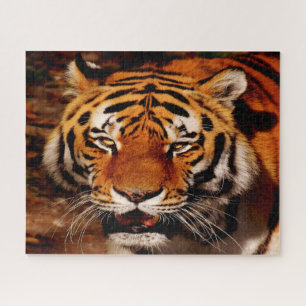 Puzzle Los Leones de los Grandes Felinos.