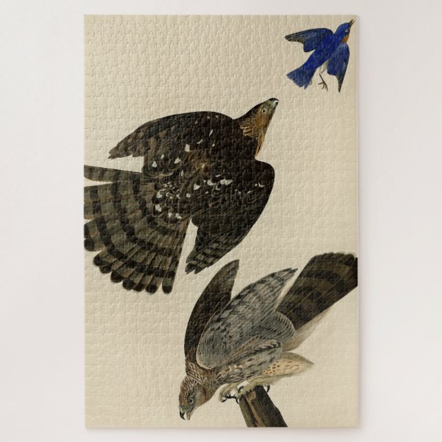 Puzzle Los pájaros de América de Stanley (Cooper) Hawk Au (Vertical)