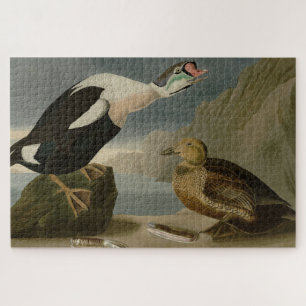 Puzzle Los pájaros de América del Rey Pato (Rey Eider) Au