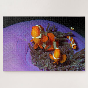Puzzle Los peces payasos siempre están en movimiento Bu