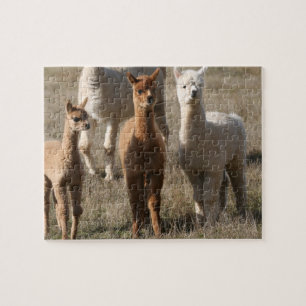 Puzzle Los tres amigos, Alpaca-Estilo