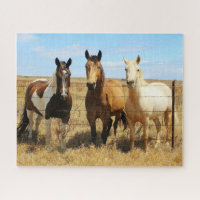 Los tres amigos del caballo Amigos