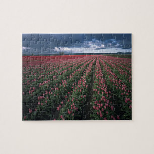 Puzzle Los tulipanes rosados y rojos brillan bajo oscurid