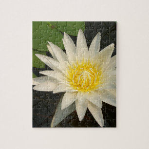 Puzzle loto, flor, naturaleza, flor, floral, vegetal,