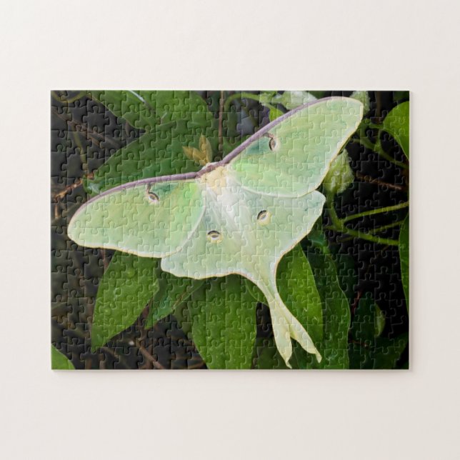 Puzzle Luna Moth en Carnaby Clematis (Horizontal)