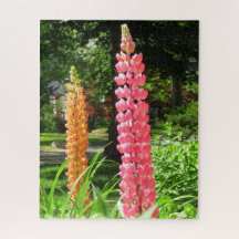 Lupines en un jardín de cabañas - Viñetería de Mar