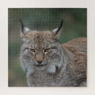 Puzzle Lynx Mirándote