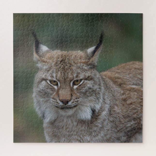 Puzzle Lynx Mirándote (Vertical)
