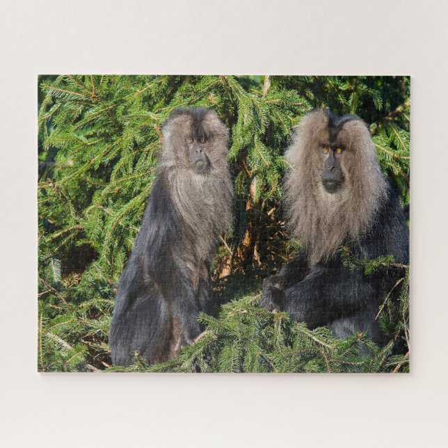 Puzzle Macacos de cola larga balineses. (Horizontal)