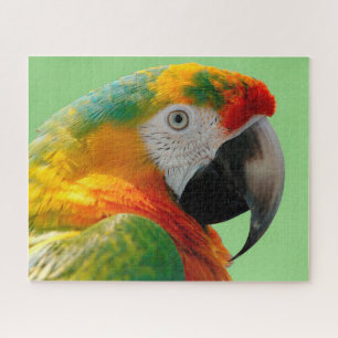 Puzzle Macaw