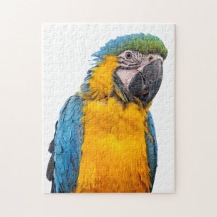 Puzzle Macaw del azul y del oro