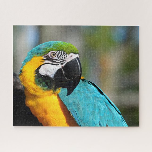 Puzzle Macaw Print, Value Poster Paper (Matte) (Horizontal)