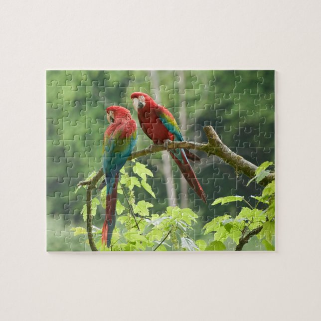 Puzzle Macaws de ala verde (Horizontal)