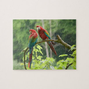 Puzzle Macaws Verde-cons alas