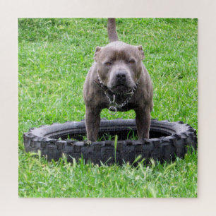 Puzzle Macho adulto Terrier Staffordshire listo para juga