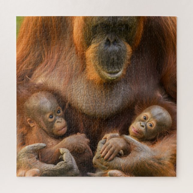 Puzzle Madre de Orangutan sosteniendo dos bebés (Vertical)