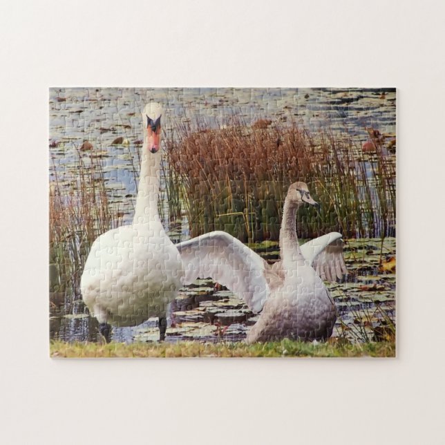 Puzzle Madre y cría de cisne Fauna adorable  (Horizontal)