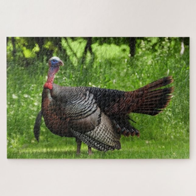 Puzzle Maduro macho salvaje Turquía mostrando plumas (Horizontal)