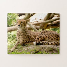 Puzzle Magnífica foto de un lindo gato