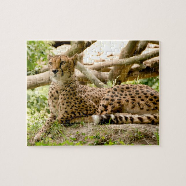 Puzzle Magnífica foto de un lindo gato (Horizontal)
