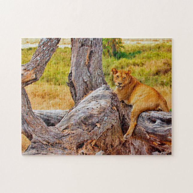 Puzzle Magníficos Leones de Sudáfrica (Horizontal)