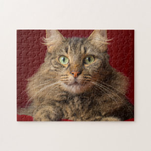 Puzzle Maine Coon para Navidades con coleccionista