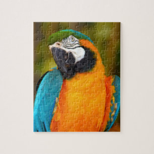 Puzzle Majestuoso macaw