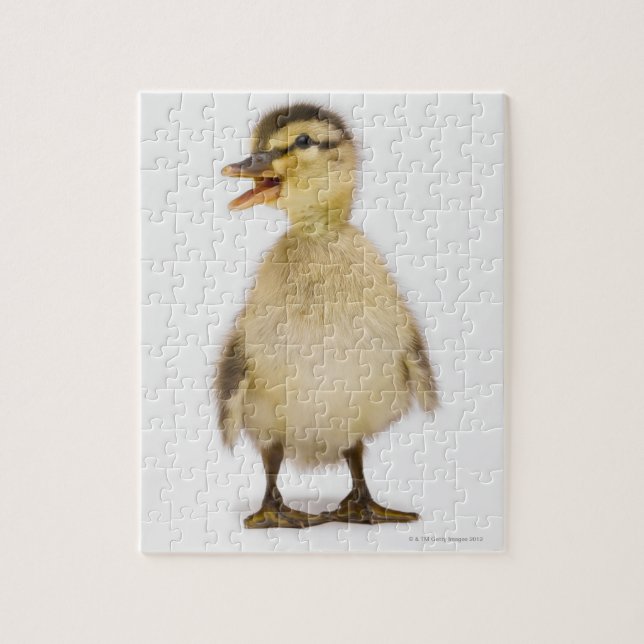 Puzzle Malard duckling (Anas platyrhynchos) (Vertical)