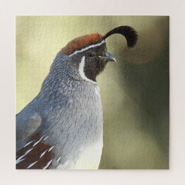Puzzle Male Quail (Vertical)