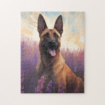 Malinois belga en el campo Lavender