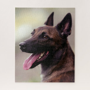 Puzzle Malinois german shepherd dog portrait pet dog