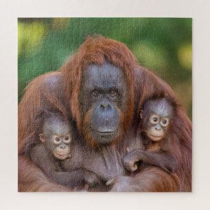 Puzzle Mamá de Orangután Viendo Más De Dos Bebés