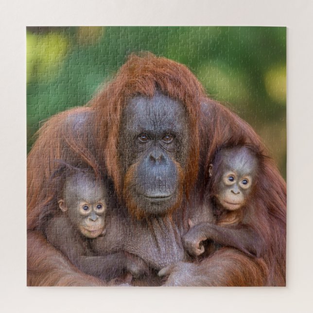 Puzzle Mamá de Orangután Viendo Más De Dos Bebés (Vertical)