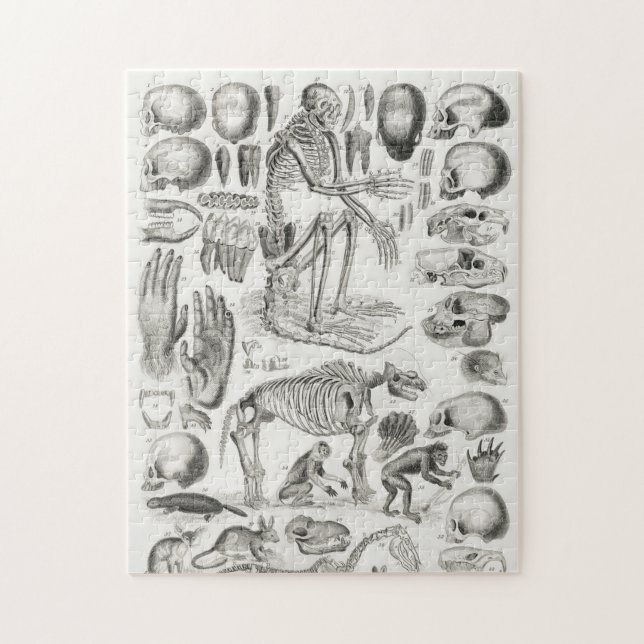 Puzzle Mamalia FOSSIL SKELETON MORIR (Vertical)