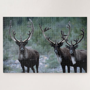 Puzzle Manada de alces Mt. Baring, Washington