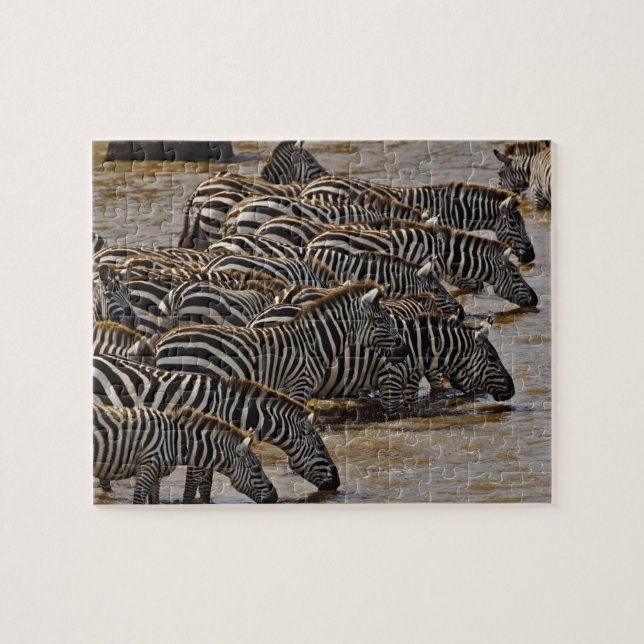 Puzzle Manada de cebras de Burchell bebiendo del Mara (Horizontal)