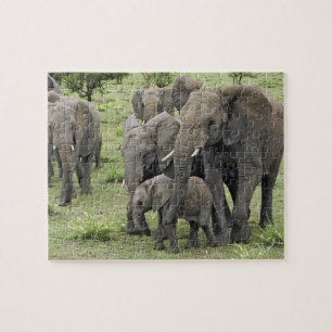 Puzzle manada de elefantes africanos, Loxodonta africana,