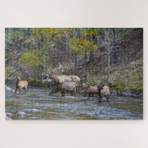 Puzzle Manada de elk en el río Big Thompson