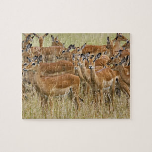 Puzzle Manada de impalas hembras, Masai Mara, Kenia.