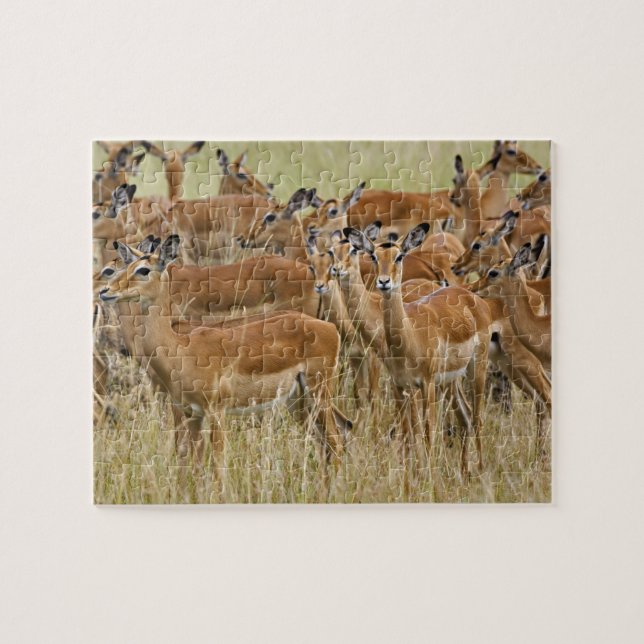 Puzzle Manada de impalas hembras, Masai Mara, Kenia. (Horizontal)