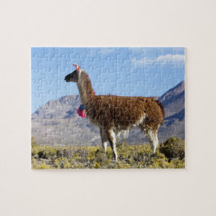 Puzzle Manada de llamas decoradas en la Puna, cordillera