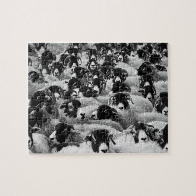 Puzzle Manada de ovejas negras y blancas (Horizontal)