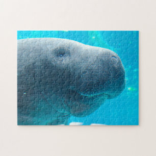 Puzzle Manatee en Florida